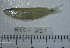 (Menidia colei - NEC-0221)  @13 [ ] Unspecified (default): All Rights Reserved  Unspecified Unspecified