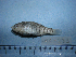  (Cyprinodon esconditus - NEC-0233)  @13 [ ] Unspecified (default): All Rights Reserved  Unspecified Unspecified