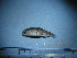  (Cyprinodon maya - NEC-0240)  @13 [ ] Unspecified (default): All Rights Reserved  Unspecified Unspecified