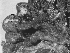  ( - GAB076)  @11 [ ] Copyright (2016) Hannah Soukup University of Oregon, Museum of Natural and Cultural History