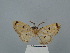  ( - BC ZSM Lep 33199)  @11 [ ] CreativeCommons - Attribution Non-Commercial Share-Alike (2020) SNSB, Staatliche Naturwissenschaftliche Sammlungen Bayerns ZSM (SNSB, Zoologische Staatssammlung Muenchen)