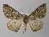  ( - BC ZSM Lep 26143)  @13 [ ] CreativeCommons - Attribution Non-Commercial Share-Alike (2010) Axel Hausmann/Bavarian State Collection of Zoology (ZSM) SNSB, Zoologische Staatssammlung Muenchen