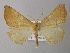  ( - BC ZSM Lep 26178)  @14 [ ] CreativeCommons - Attribution Non-Commercial Share-Alike (2010) Axel Hausmann/Bavarian State Collection of Zoology (ZSM) SNSB, Zoologische Staatssammlung Muenchen