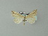  ( - BC ZSM Lep 33120)  @13 [ ] CreativeCommons - Attribution Non-Commercial Share-Alike (2012) Axel Hausmann/Bavarian State Collection of Zoology (ZSM) SNSB, Zoologische Staatssammlung Muenchen