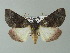  ( - BC ZSM Lep 33127)  @14 [ ] CreativeCommons - Attribution Non-Commercial Share-Alike (2012) Axel Hausmann/Bavarian State Collection of Zoology (ZSM) SNSB, Zoologische Staatssammlung Muenchen