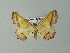  ( - BC ZSM Lep 33144)  @13 [ ] CreativeCommons - Attribution Non-Commercial Share-Alike (2012) Axel Hausmann/Bavarian State Collection of Zoology (ZSM) SNSB, Zoologische Staatssammlung Muenchen