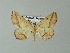  ( - BC ZSM Lep 33145)  @14 [ ] CreativeCommons - Attribution Non-Commercial Share-Alike (2012) Axel Hausmann/Bavarian State Collection of Zoology (ZSM) SNSB, Zoologische Staatssammlung Muenchen
