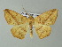  ( - BC ZSM Lep 33166)  @12 [ ] CreativeCommons - Attribution Non-Commercial Share-Alike (2012) Axel Hausmann/Bavarian State Collection of Zoology (ZSM) SNSB, Zoologische Staatssammlung Muenchen