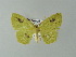  ( - BC ZSM Lep 33186)  @14 [ ] CreativeCommons - Attribution Non-Commercial Share-Alike (2012) Axel Hausmann/Bavarian State Collection of Zoology (ZSM) SNSB, Zoologische Staatssammlung Muenchen