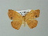  ( - BC ZSM Lep 35763)  @13 [ ] CreativeCommons - Attribution Non-Commercial Share-Alike (2012) Axel Hausmann/Bavarian State Collection of Zoology (ZSM) SNSB, Zoologische Staatssammlung Muenchen