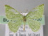  (Comostola simplexAH01Et - BC ZSM Lep 26200)  @14 [ ] CreativeCommons - Attribution Non-Commercial Share-Alike (2010) Axel Hausmann/Bavarian State Collection of Zoology (ZSM) SNSB, Zoologische Staatssammlung Muenchen