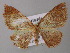  ( - BC ZSM Lep 26193)  @13 [ ] CreativeCommons - Attribution Non-Commercial Share-Alike (2010) Axel Hausmann/Bavarian State Collection of Zoology (ZSM) SNSB, Zoologische Staatssammlung Muenchen