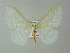  (Trimetopia BOLD:ACF2238 - BC ZSM Lep 33174)  @13 [ ] CreativeCommons - Attribution Non-Commercial Share-Alike (2012) Axel Hausmann/Bavarian State Collection of Zoology (ZSM) SNSB, Zoologische Staatssammlung Muenchen