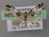  ( - BC ZSM Lep 26127)  @12 [ ] CreativeCommons - Attribution Non-Commercial Share-Alike (2010) Axel Hausmann/Bavarian State Collection of Zoology (ZSM) SNSB, Zoologische Staatssammlung Muenchen