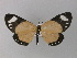  (Cartaletis - BC ZSM Lep 00010)  @14 [ ] CreativeCommons - Attribution Non-Commercial Share-Alike (2010) Unspecified SNSB, Zoologische Staatssammlung Muenchen