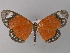  ( - BC ZSM Lep 00011)  @14 [ ] CreativeCommons - Attribution Non-Commercial Share-Alike (2010) Unspecified SNSB, Zoologische Staatssammlung Muenchen