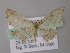  (Scopula AH03Et - BC ZSM Lep 26196)  @13 [ ] CreativeCommons - Attribution Non-Commercial Share-Alike (2010) Axel Hausmann/Bavarian State Collection of Zoology (ZSM) SNSB, Zoologische Staatssammlung Muenchen