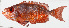  ( - GAM-444)  @11 [ ] CreativeCommons  Attribution Non-Commercial (by-nc) (2010) Unspecified Smithsonian Institution National Museum of Natural History