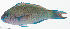  ( - GAM-677)  @11 [ ] CreativeCommons  Attribution Non-Commercial (by-nc) (2010) Unspecified Smithsonian Institution National Museum of Natural History