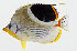  ( - GAM-749)  @11 [ ] CreativeCommons  Attribution Non-Commercial (by-nc) (2010) Unspecified Smithsonian Institution National Museum of Natural History