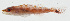  ( - GAM-455)  @11 [ ] CreativeCommons  Attribution Non-Commercial (by-nc) (2010) Unspecified Smithsonian Institution National Museum of Natural History