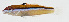  ( - GAM-597)  @11 [ ] CreativeCommons  Attribution Non-Commercial (by-nc) (2010) Unspecified Smithsonian Institution National Museum of Natural History