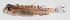  ( - GAM-342)  @11 [ ] CreativeCommons  Attribution Non-Commercial (by-nc) (2010) Unspecified Smithsonian Institution National Museum of Natural History