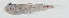  ( - GAM-550)  @11 [ ] CreativeCommons  Attribution Non-Commercial (by-nc) (2010) Unspecified Smithsonian Institution National Museum of Natural History