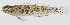  ( - GAM-219)  @11 [ ] CreativeCommons  Attribution Non-Commercial (by-nc) (2010) Unspecified Smithsonian Institution National Museum of Natural History