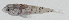  ( - GAM-549)  @11 [ ] CreativeCommons  Attribution Non-Commercial (by-nc) (2010) Unspecified Smithsonian Institution National Museum of Natural History