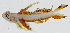  ( - GAM-557)  @11 [ ] CreativeCommons  Attribution Non-Commercial (by-nc) (2010) Unspecified Smithsonian Institution National Museum of Natural History