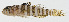  ( - GAM-626)  @11 [ ] CreativeCommons  Attribution Non-Commercial (by-nc) (2010) Unspecified Smithsonian Institution National Museum of Natural History