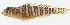  ( - GAM-627)  @11 [ ] CreativeCommons  Attribution Non-Commercial (by-nc) (2010) Unspecified Smithsonian Institution National Museum of Natural History