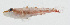  ( - GAM-851)  @11 [ ] CreativeCommons  Attribution Non-Commercial (by-nc) (2010) Unspecified Smithsonian Institution National Museum of Natural History