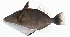  ( - GAM-206)  @11 [ ] CreativeCommons  Attribution Non-Commercial (by-nc) (2010) Unspecified Smithsonian Institution National Museum of Natural History