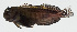  ( - GAM-508)  @11 [ ] CreativeCommons  Attribution Non-Commercial (by-nc) (2010) Unspecified Smithsonian Institution National Museum of Natural History