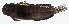  ( - GAM-511)  @11 [ ] CreativeCommons  Attribution Non-Commercial (by-nc) (2010) Unspecified Smithsonian Institution National Museum of Natural History