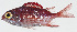  ( - GAM-154)  @11 [ ] CreativeCommons  Attribution Non-Commercial (by-nc) (2010) Unspecified Smithsonian Institution National Museum of Natural History