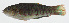  ( - GAM-166)  @11 [ ] CreativeCommons  Attribution Non-Commercial (by-nc) (2010) Unspecified Smithsonian Institution National Museum of Natural History