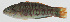  ( - GAM-167)  @11 [ ] CreativeCommons  Attribution Non-Commercial (by-nc) (2010) Unspecified Smithsonian Institution National Museum of Natural History