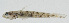  ( - GAM-222)  @11 [ ] CreativeCommons  Attribution Non-Commercial (by-nc) (2010) Unspecified Smithsonian Institution National Museum of Natural History