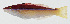  ( - GAM-090)  @11 [ ] CreativeCommons  Attribution Non-Commercial (by-nc) (2010) Unspecified Smithsonian Institution National Museum of Natural History
