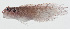  ( - GAM-363)  @11 [ ] CreativeCommons  Attribution Non-Commercial (by-nc) (2010) Unspecified Smithsonian Institution National Museum of Natural History