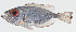  ( - GAM-734)  @11 [ ] CreativeCommons  Attribution Non-Commercial (by-nc) (2010) Unspecified Smithsonian Institution National Museum of Natural History
