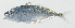  ( - GAM-733)  @11 [ ] CreativeCommons  Attribution Non-Commercial (by-nc) (2010) Unspecified Smithsonian Institution National Museum of Natural History
