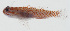  ( - GAM-045)  @11 [ ] CreativeCommons  Attribution Non-Commercial (by-nc) (2010) Unspecified Smithsonian Institution National Museum of Natural History