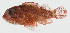  ( - GAM-055)  @11 [ ] CreativeCommons  Attribution Non-Commercial (by-nc) (2010) Unspecified Smithsonian Institution National Museum of Natural History