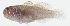  ( - GAM-114)  @11 [ ] CreativeCommons  Attribution Non-Commercial (by-nc) (2010) Unspecified Smithsonian Institution National Museum of Natural History