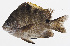  ( - GAM-173)  @11 [ ] CreativeCommons  Attribution Non-Commercial (by-nc) (2010) Unspecified Smithsonian Institution National Museum of Natural History