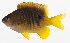  (Stegastes emeryi - GAM-087)  @11 [ ] CreativeCommons  Attribution Non-Commercial (by-nc) (2010) Unspecified Smithsonian Institution National Museum of Natural History